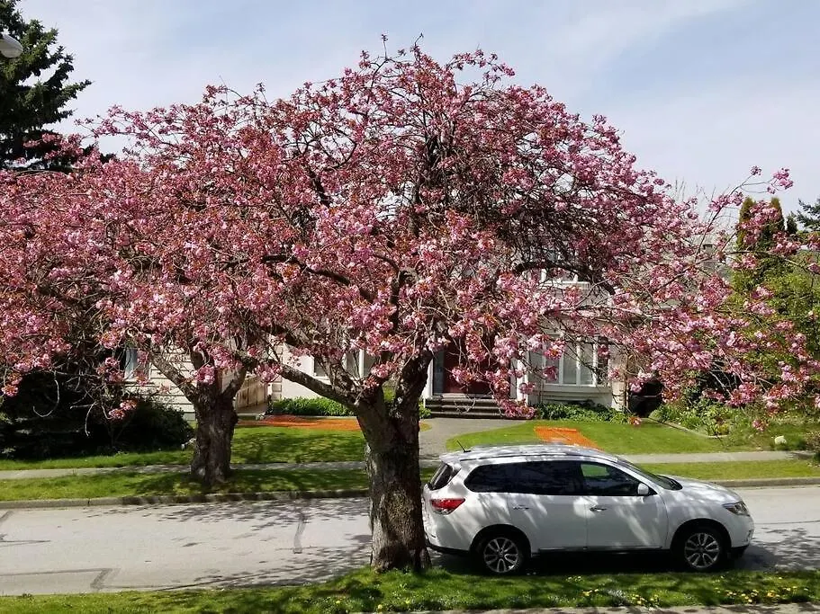 בית נופש וונקובר Near Downtown Yvr -2 Bedroom Private Suite קנדה